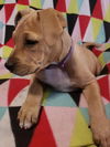 Willow