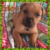 Giles