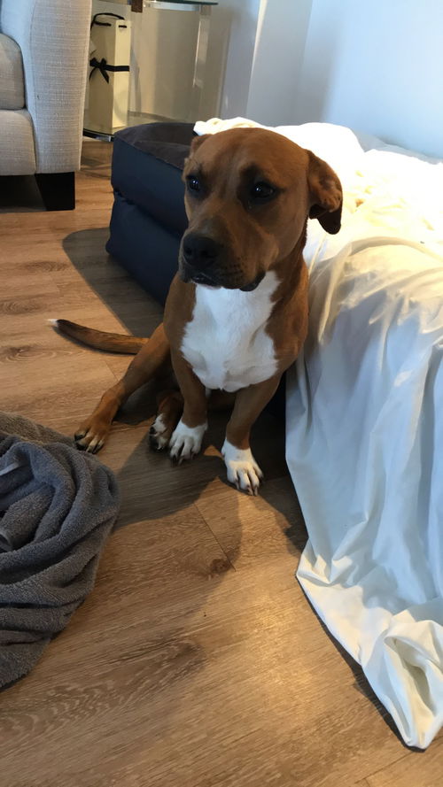 Petey