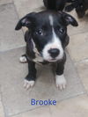 Brooke