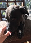 Lulu