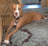 Buddy