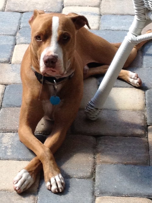 Buddy
