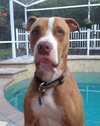 Buddy