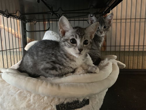 Cheese the kitten