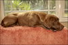 Roxie
