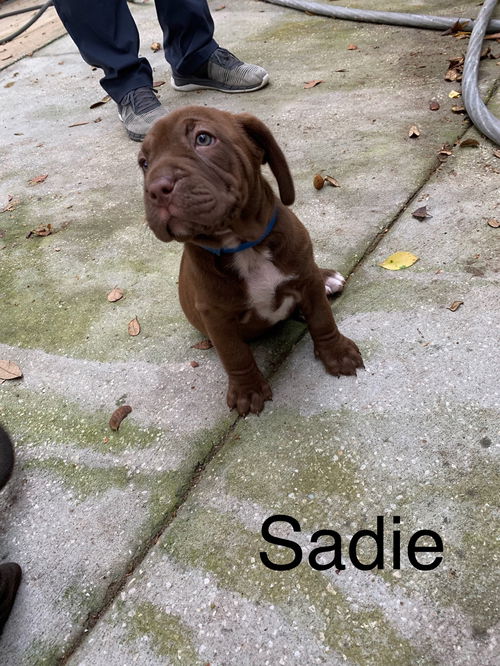 Sadie