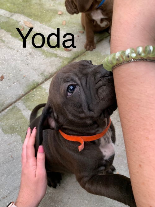 Yoda