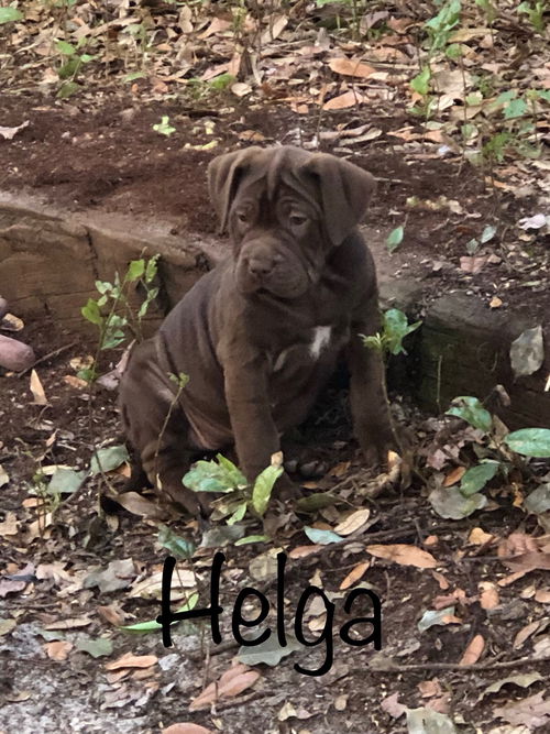 Helga