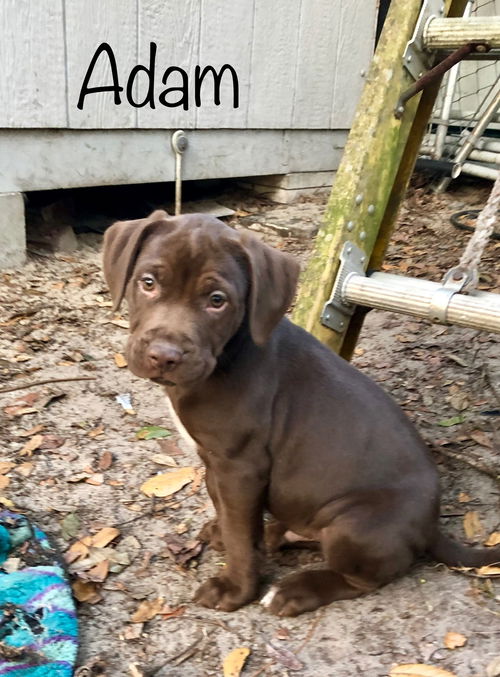 Adam