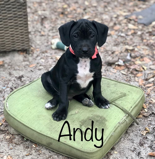Andy