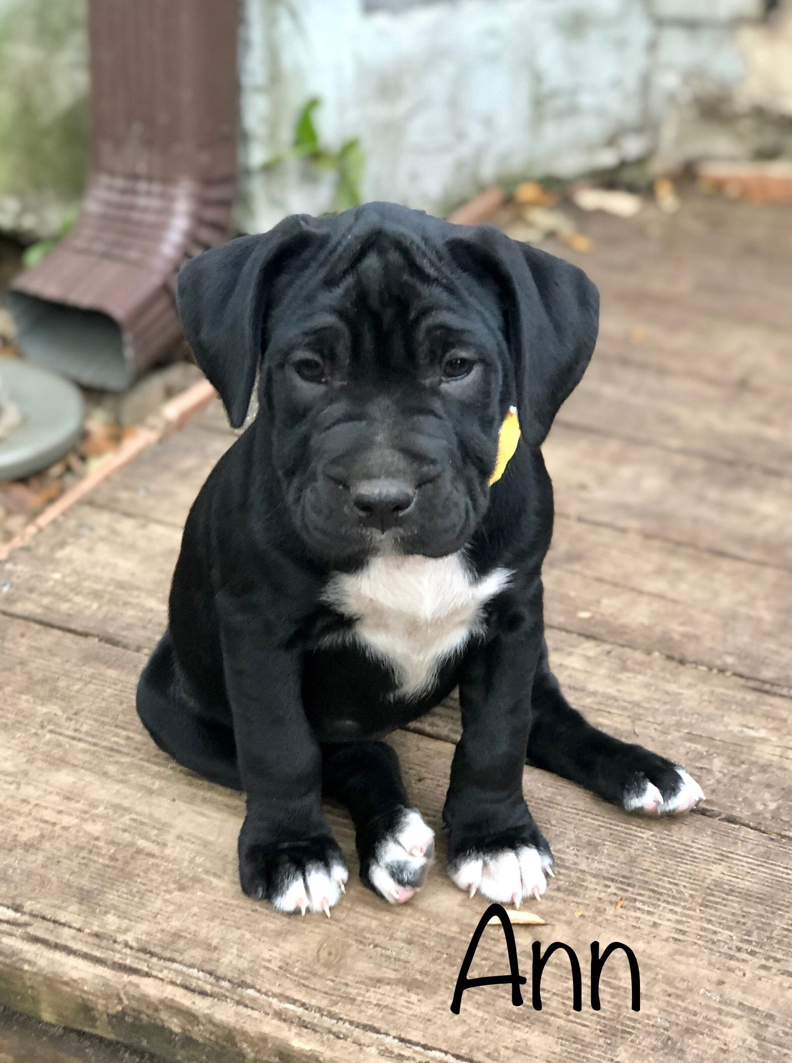 Shar pei best sale lab mix black