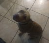Tigger