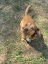 Harvey