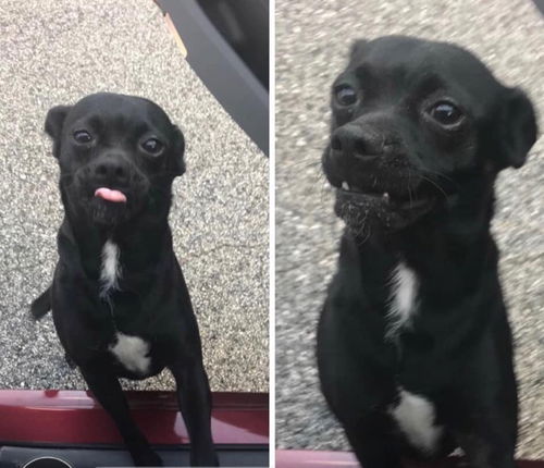 Diva