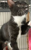 Stache the Kitten