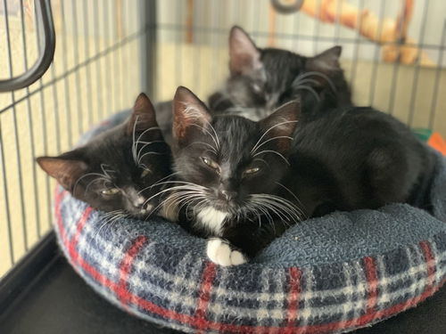 Dot the Kitten