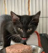 Blackie the kitten