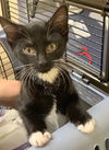 Blackie the kitten