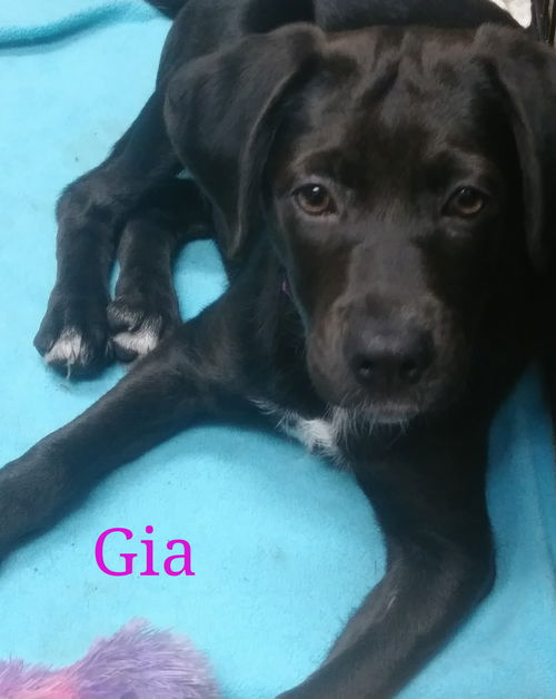 Gia