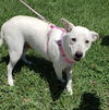Annie the kid loving Lab