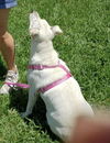 Annie the kid loving Lab
