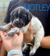 Motley