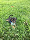 Cooper