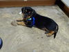 Cooper