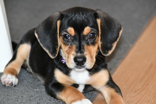 Lotti