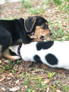 Lotti