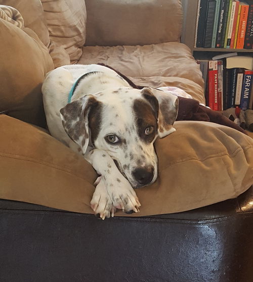 Dixie