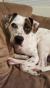 Dixie