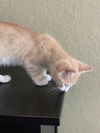 Stick