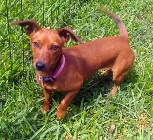 Cinnamon