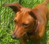 Cinnamon