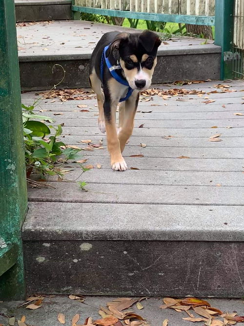 Bandit