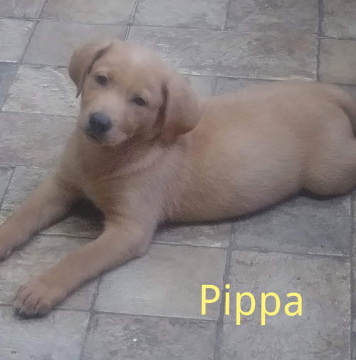 Pippa