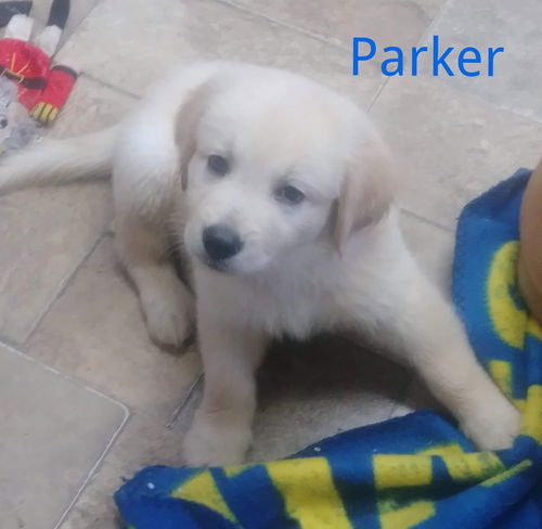 Parker