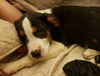 Scout