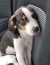 Scout