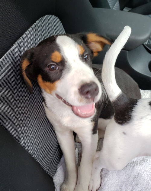 Scout