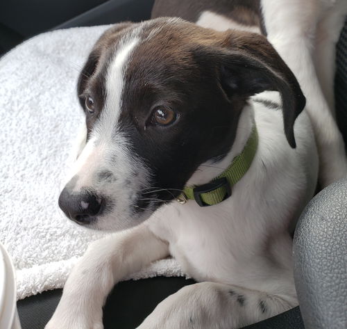 Pippa