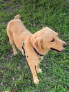 Sammy