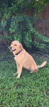 Sammy