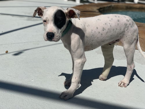 Petey