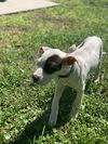 Petey