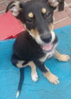 Boris