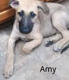 Amy