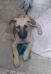 Amy
